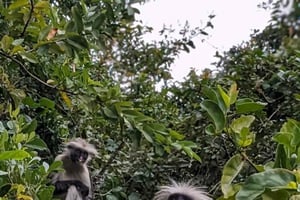 ザンジバル：ジョザニ森林＆ウミガメ保護区ツアー