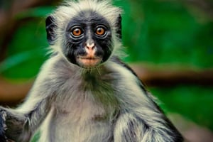 Zanzibar: wycieczka do lasu Jozani i sanktuarium żółwi morskich