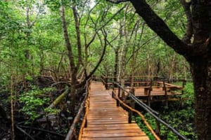Sansibar: Jozani-Wald, Meeresschildkröten und Gewürzfarm-Tour