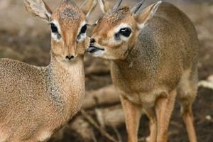 Zanzibar: Jozani-skoven, havskildpadder, Kuza-grotten og The Rock