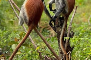 ZANZIBAR : forêt de Jozani, ferme d'épices et île-prison