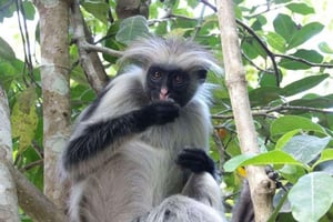 ザンジバル：ジョザニ森林・スパイス農園・ストーンタウン（ガイド付き）