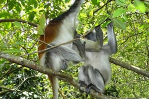 Zanzibar: Jozani-skogen, kryddplantager och Stone Town-rundtur