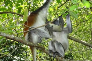 Sansibar: Jozani-Wald, Gewürzfarmen und Stone Town Tour