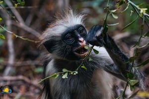 Zanzibar: wycieczka po lesie Jozani i restauracja The Rock