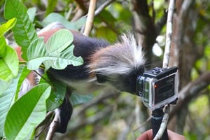 Zanzibar: passeio pela floresta de Jozani