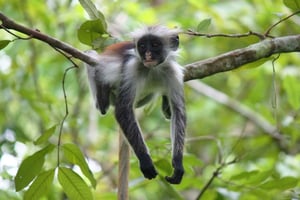 Sansibar: Jozani Forest Watching Colobus Monkeys Guided Tour