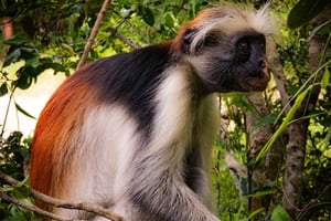 ZANZÍBAR; BOSQUE DE JOZANI