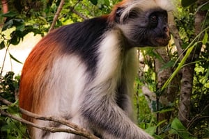 ZANZIBAR; JOZANI SKOV