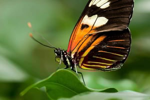 Zanzibar: Jozani Monkeys, Butterfly Garden, and Reptile Park