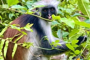 Zanzibar: Macaco Colobo Vermelho de Jozani e Santuário de Tartarugas Salaam