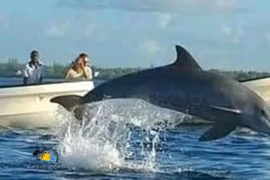 Zanzibar: Kizimkazi Dolphins Tour with Swimming & Snorkeling