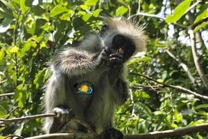 Zanzibar: Maasai World, Jozani Forest og restauranten The Rock