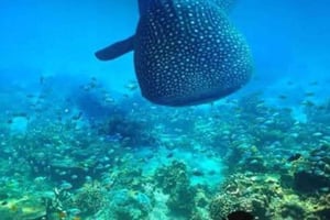 Zanzibar: wycieczka 1-dniowa z nurkowaniem z rekinami wielorybimi na wyspie Mafia