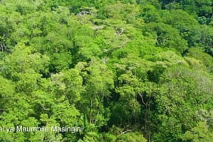 Занзибар: остров-тюрьма, посещение фермы специй и плавание с черепахами