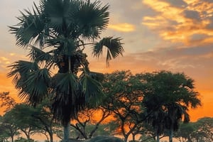 Sansibar: 3-tägige Safari-Tour im Mikumi-Nationalpark