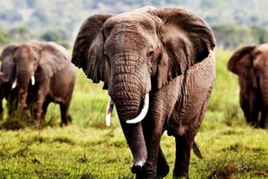 3-dages safari fra Zanzibar til Mikumi med færge