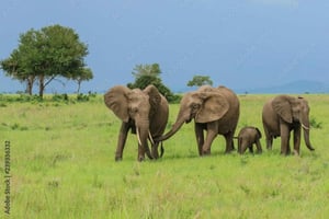 Zanzibar: Mikumi National Park Day Trip with Flights