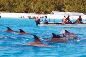 Zanzibar: Mnemba-atollen, delfin- og snorkeltur