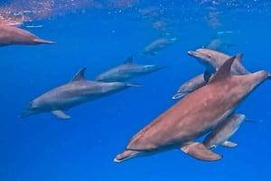 Zanzibar: Mnemba-atollen, Mnarani-akvarium og Nungwi-stranden