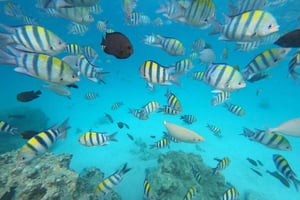 Zanzibar: tour dell'atollo di Mnemba, della fattoria delle spezie e della foresta di Jozani
