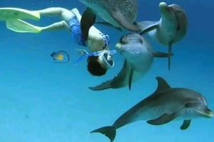 Sansibar: Delfinschwimmen in Mnemba und transparentes Kajak mit Drohne