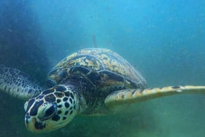 Zanzibar: Dagstur til Mnemba Island og Baraka Aquarium