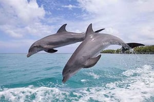 Zanzíbar: excursión para ver delfines y practicar snorkel en la isla de Mnemba
