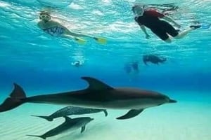 Из Нунгви: наблюдение за дельфинами и сноркелинг на острове Мнемба