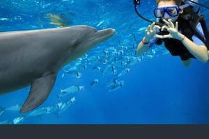 Zanzibar: tour di snorkeling con pranzo all'isola di Mnemba e con i delfini