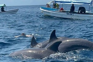 Sansibar: Mnemba Island, Jozani Forest und Salaam Cave Tour