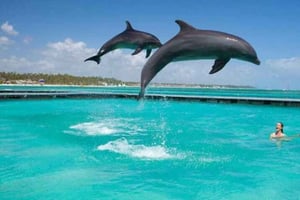 ザンジバル：メンバ島 スノーケリング、海亀とスパイス農場