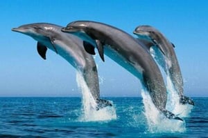 ZANZÍBAR: Excursión de snorkel y acuario de tortugas en la isla de Mnemba