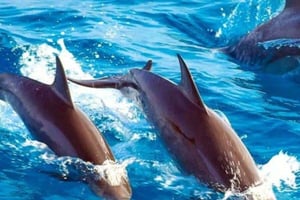 ザンジバル：ムネンバ島、ザンジバルラグーン、ケンドワビーチをご案内いたします