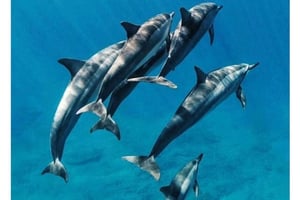 Zanzibar: Snorkling i Mnemba, delfiner och Jozani Forest-tur