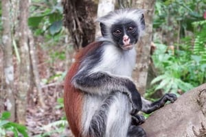Zanzibar: Snorkling i Mnemba, kryddtur och tur i Jozaniskogen