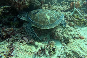 Zanzibar: Snorkelen op Nkupenda Island met lunch