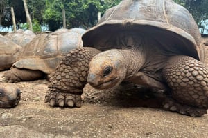 ザンジバル：刑務所島ガイド付きツアーをご案内します