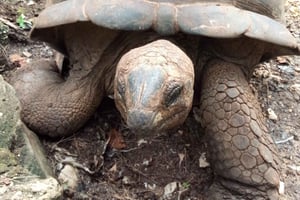 Zanzibar: Prison Island Guided Tour with a Local Guide