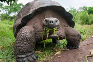 Zanzibar: Prison Island, Jozani Forest en Paje Beach Tour
