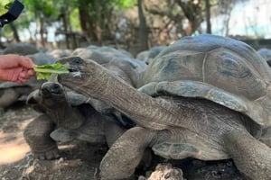 Zanzibar: tour condiviso di Prison Island e Nakupenda Sandbank