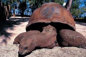 From Nungwi: Prison Island & Nakupenda Sandbank With Lunch