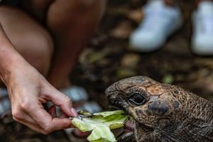 Sansibar: Gefängnisinsel & Gewürzfarm-Abenteuer