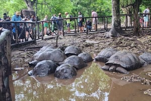 Zanzibar: Fængselsø-tur med svømning og strandtid