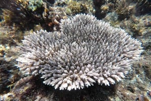 ザンジバル：プングメ島 終日ツアー、シュノーケリングとBBQランチ付き