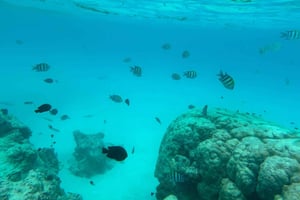 Занзибар: экскурсия на остров Пунгуме и сноркелинг с барбекю на обед