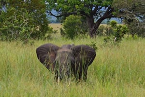 Zanzibar: 1-dniowa wycieczka Safari z Zanzibaru do Mikumi
