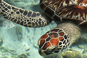 ZANZIBAR: SALAAM CAVE AQUARIUM SIMMAR MED SKÖLDPADDOR