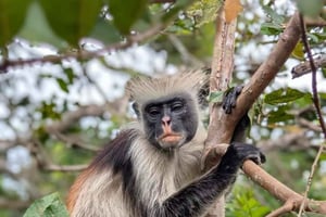 ザンジバル：サラーム洞窟、ジョザニ森林、ロックレストランをご覧ください