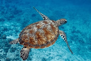 Zanzibar: Salaam Cave Tour, Kuza Cave, The Rock, Paje Beach